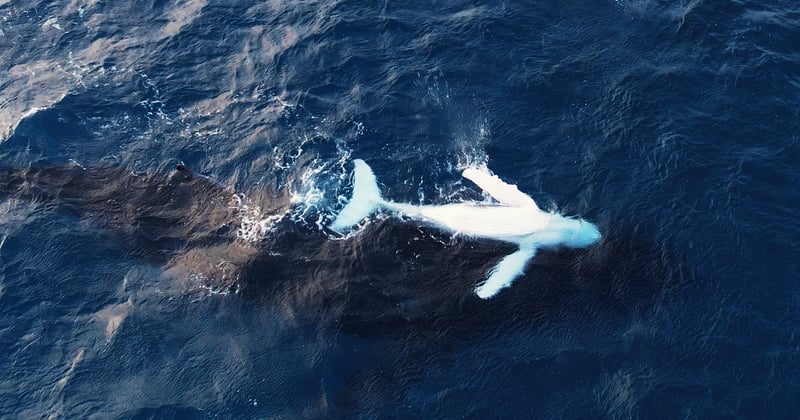Où observer les baleines à bosse au Sri Lanka : le guide ultime