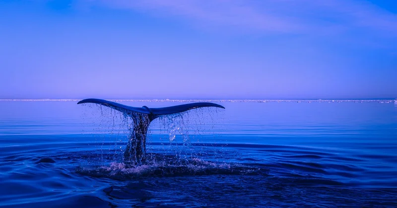 Quelle est la vraie saison des baleines à Sainte-Marie ?
