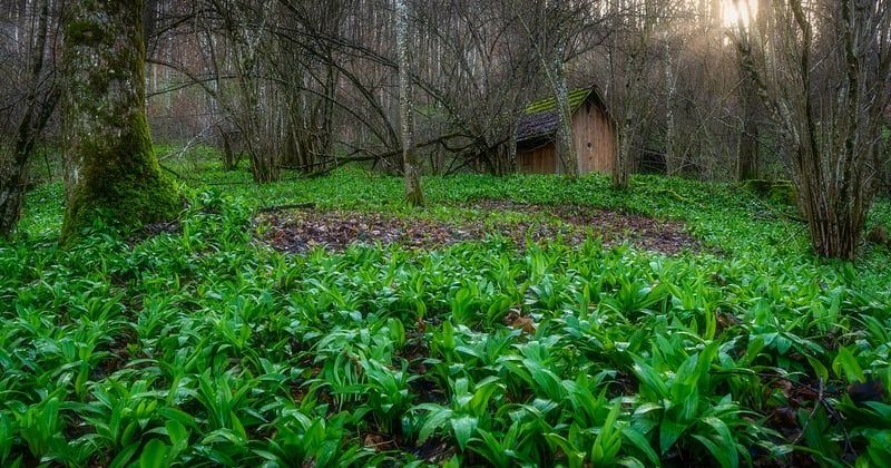 Où dormir dans un lodge écotouristique en Amazonie, notre sélection