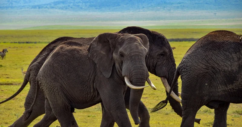 Où faire un safari en Afrique : le vrai match