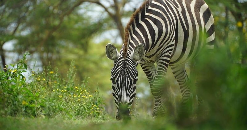 Safari en Afrique : rencontre avec la faune sauvage, le voyage de vos rêves