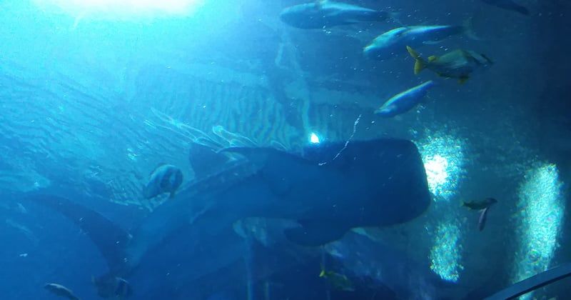Plongée avec les requins baleines aux Philippines : le guide ultime
