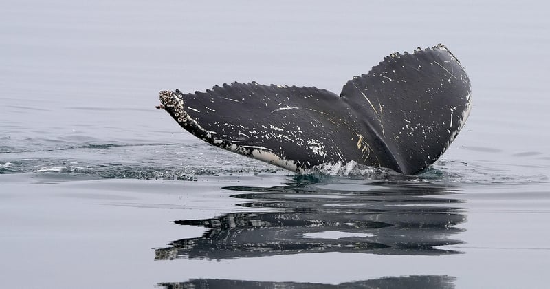 Observation baleines à bosse à Madagascar : le guide ultime