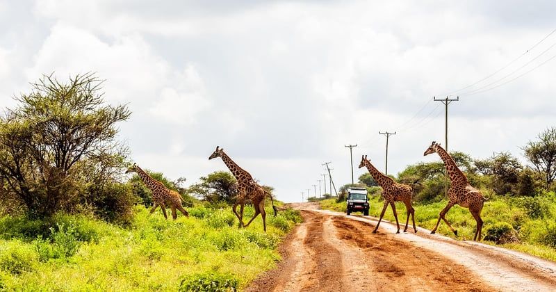 Quelles sont les meilleures destinations safari photo au Kenya ?