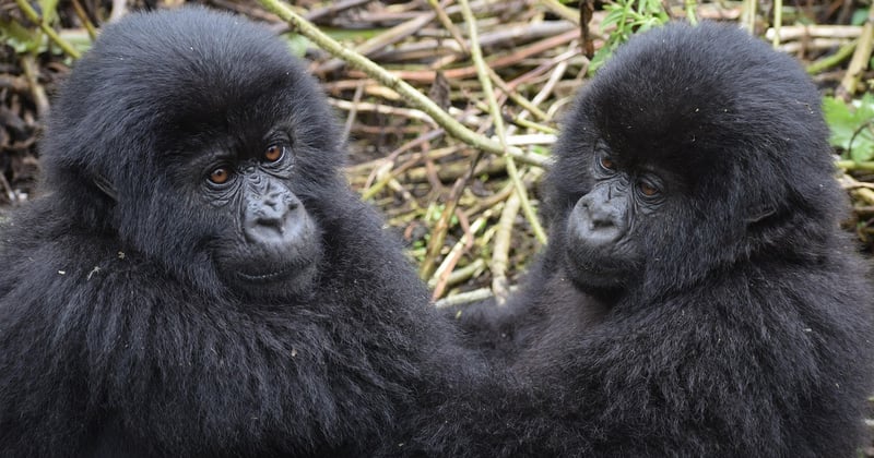 Observer les gorilles des montagnes en Ouganda : le safari ultime