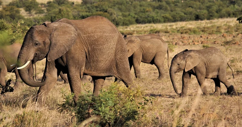 L'expérience qui change tout : le safari à pied