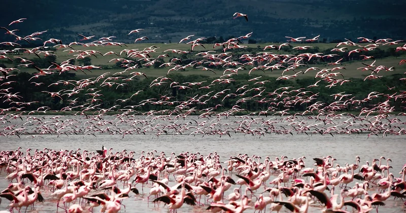 Combien coûte vraiment un safari photo au Kenya