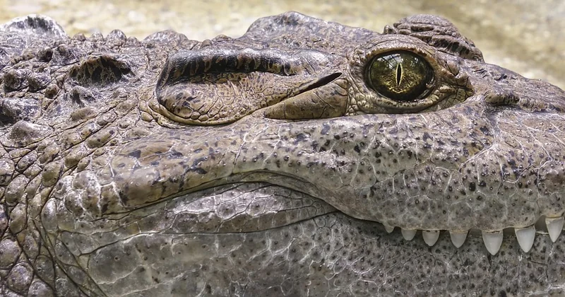 Les animaux du Costa Rica sont-ils dangereux ?