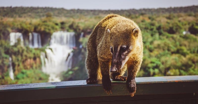 Observer la faune sauvage dans les parcs nationaux du Costa Rica