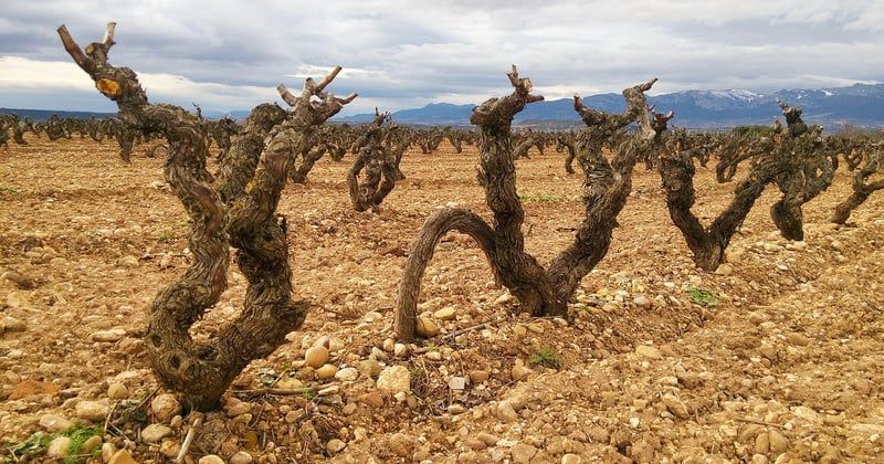 Voyage gourmand dans les vignobles d'Espagne : la route des vins à savourer